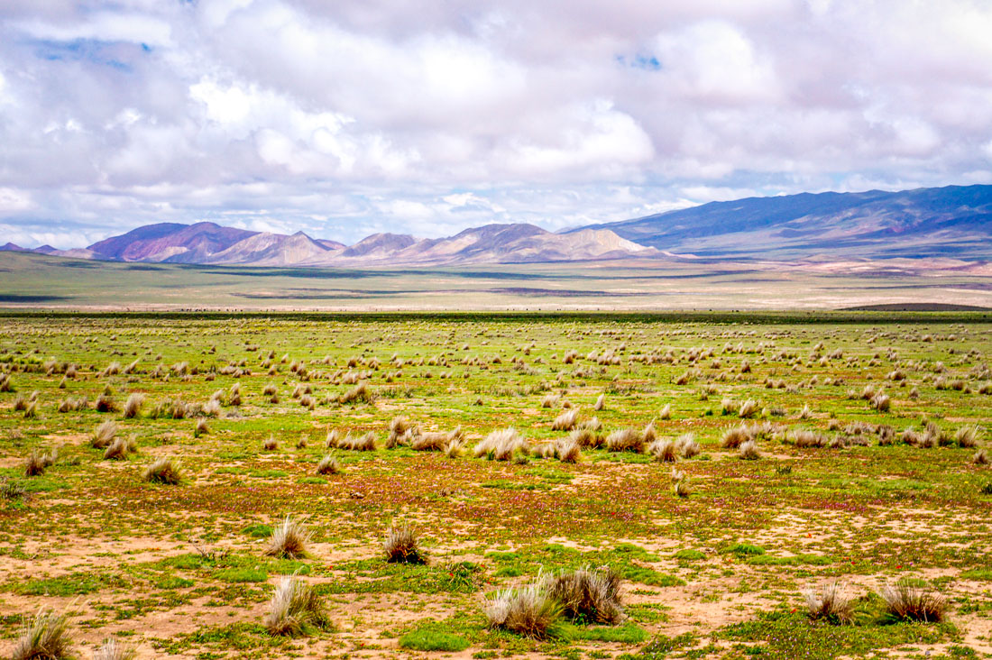 Salta Altiplano