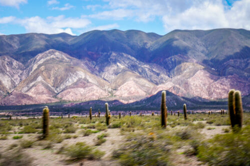 Cacti on Salta Altiplano