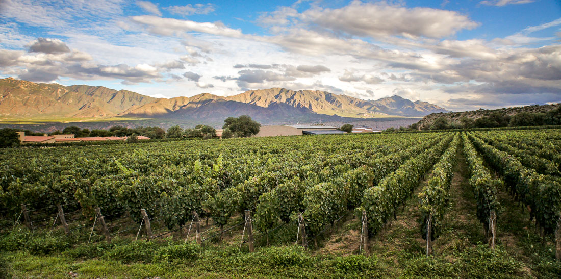 Bodega Colomé high altitude vineyards