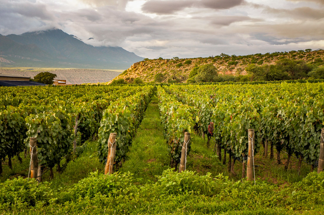 Bodega Colomé vineyards