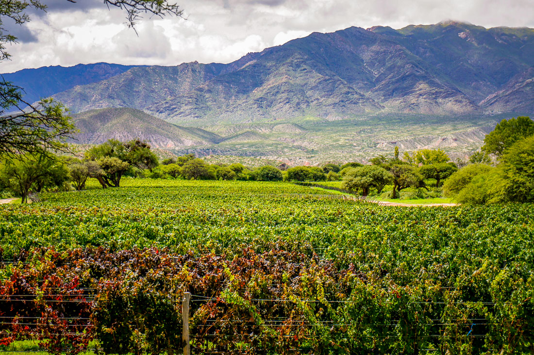 Bodega Colomé views