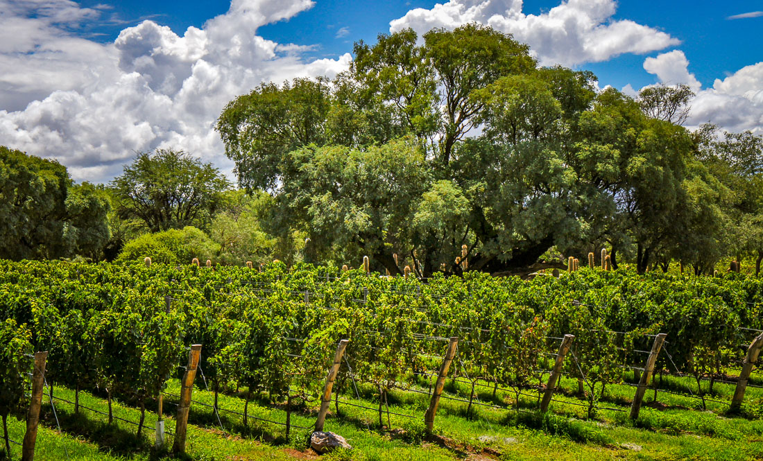 Bodega Colomé vineyards