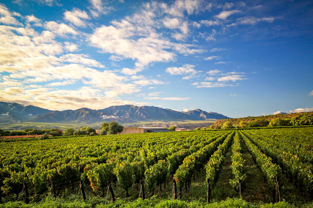 Bodega Colomé vineyards