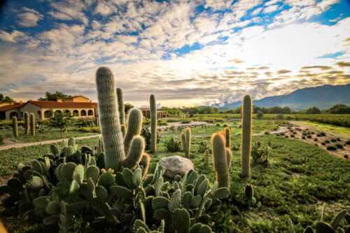 Estancia Colomé Hotel cacti