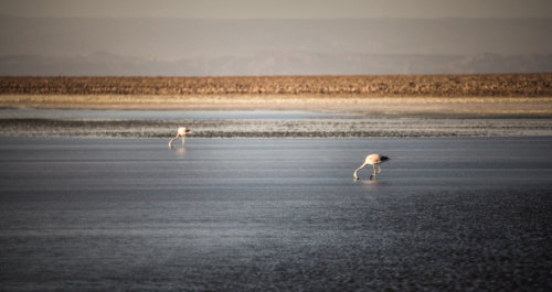 flamingoes eating Salar de Atacama