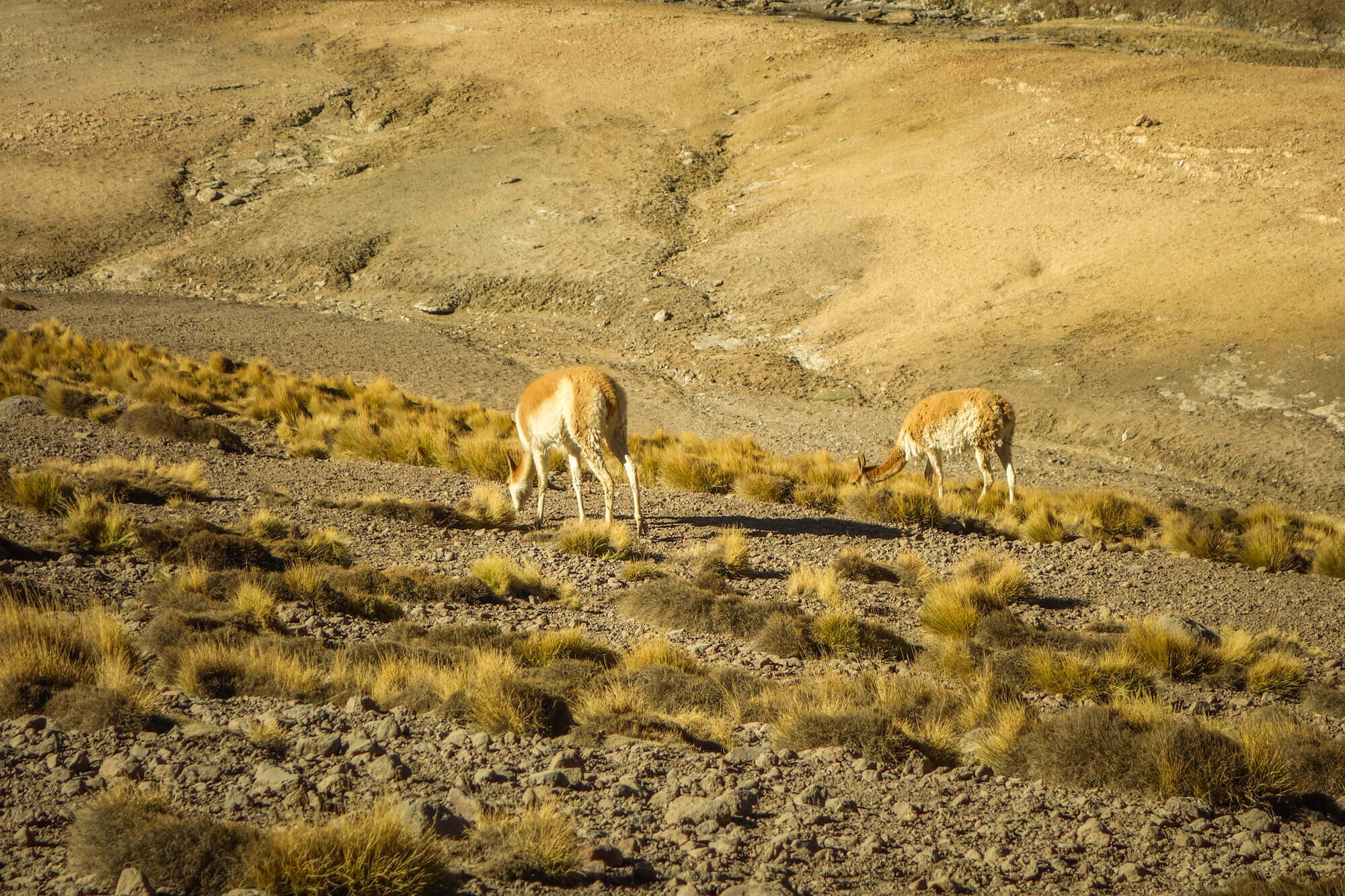 guanaco San Pedro de Atacama