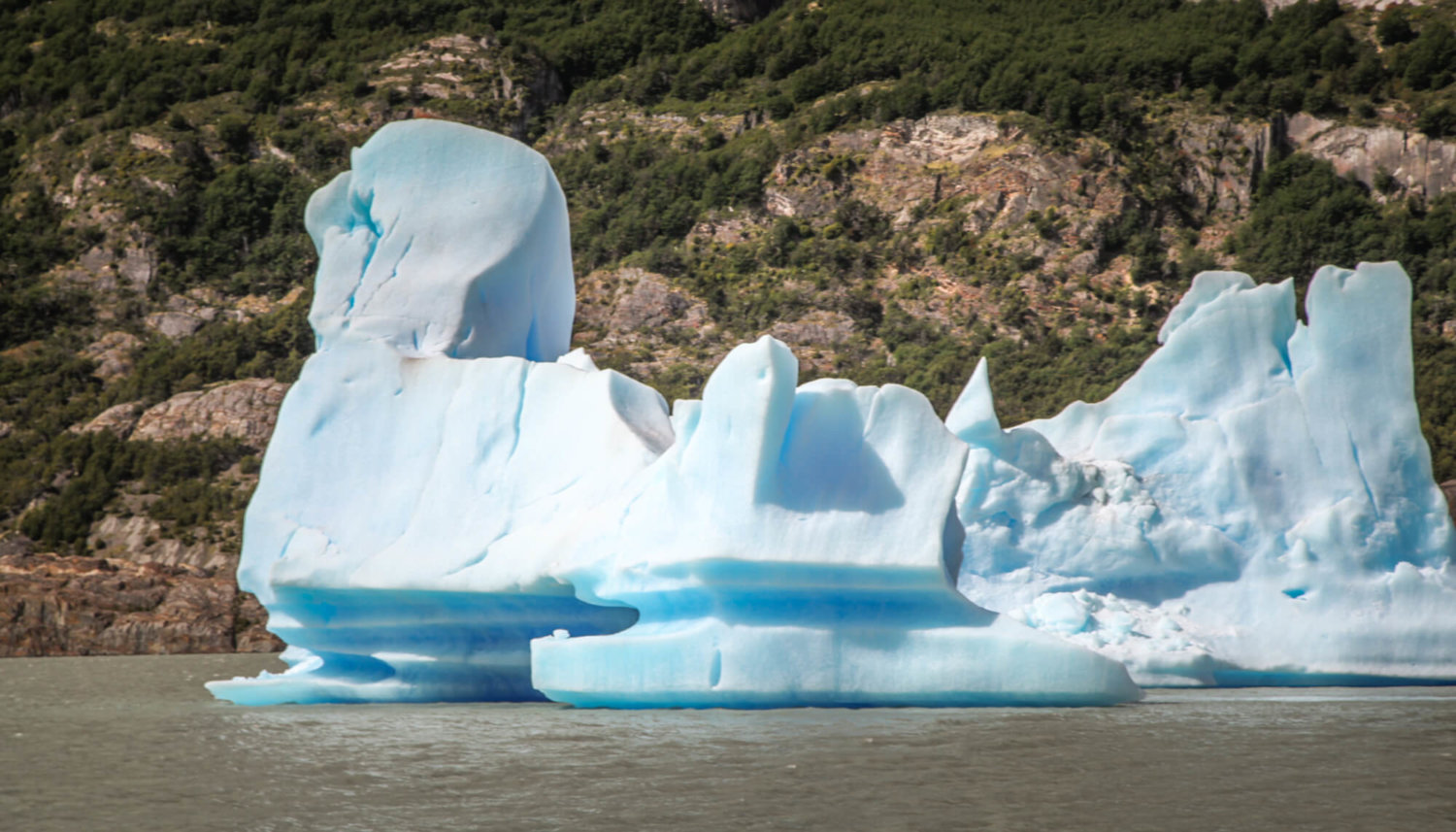 Animal iceberg Lago Grey Patagonia