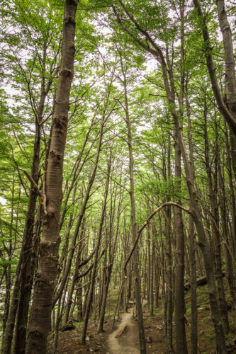 Towering Lenga trees Torres del Paine