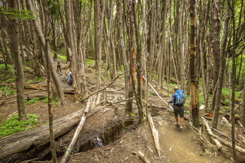 walking through Lenga trees Torres del Paine