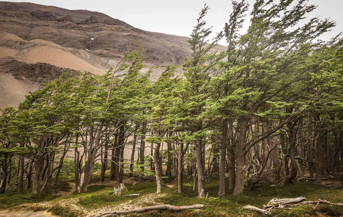 Lenga trees Torres del Paine