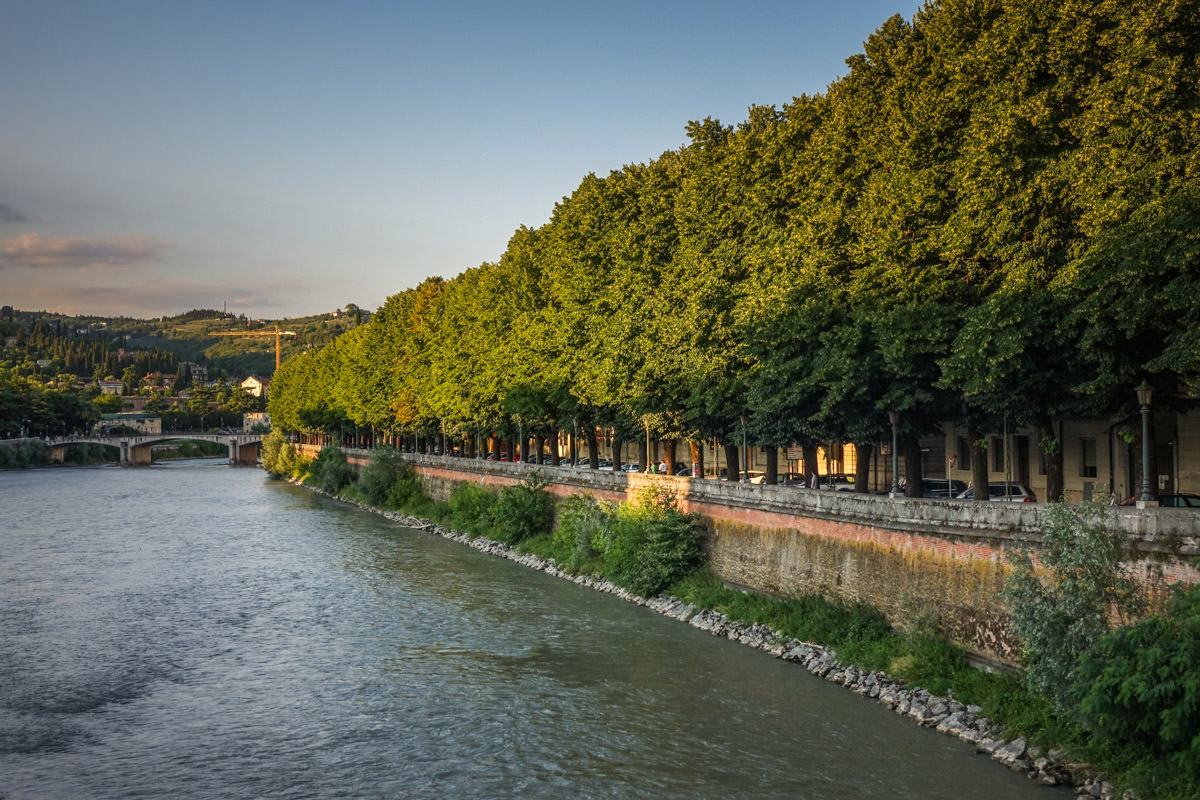 Adige River trees
