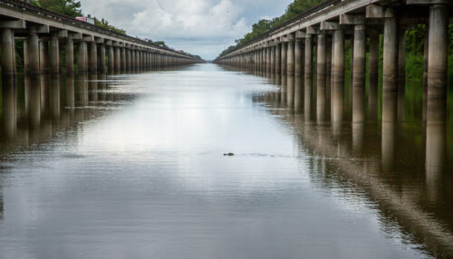 Aligator in Atchafalaya Basin Bridge Boat Basin