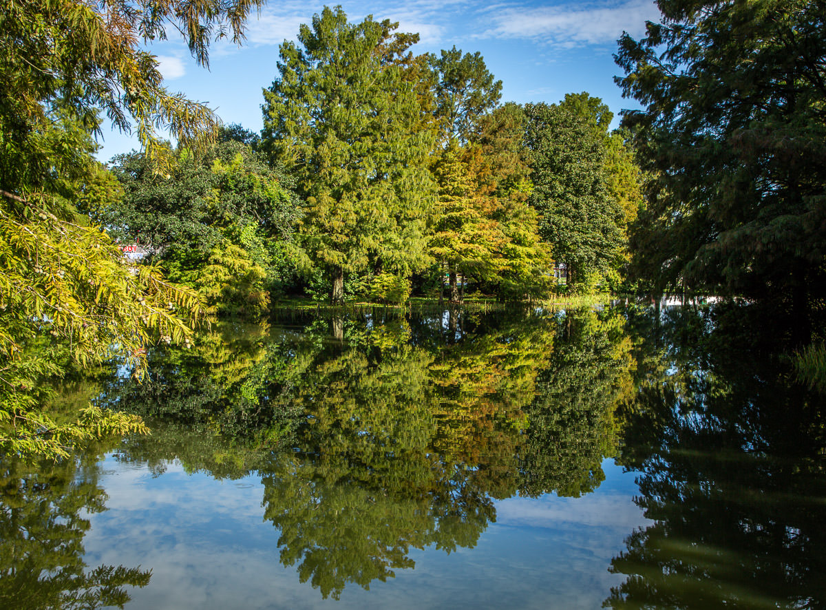 trees on pond Lafayette Visitors Center Louisiana