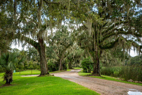 Avery Island beautiful trees