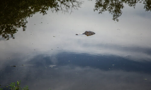 Avery Island alligator