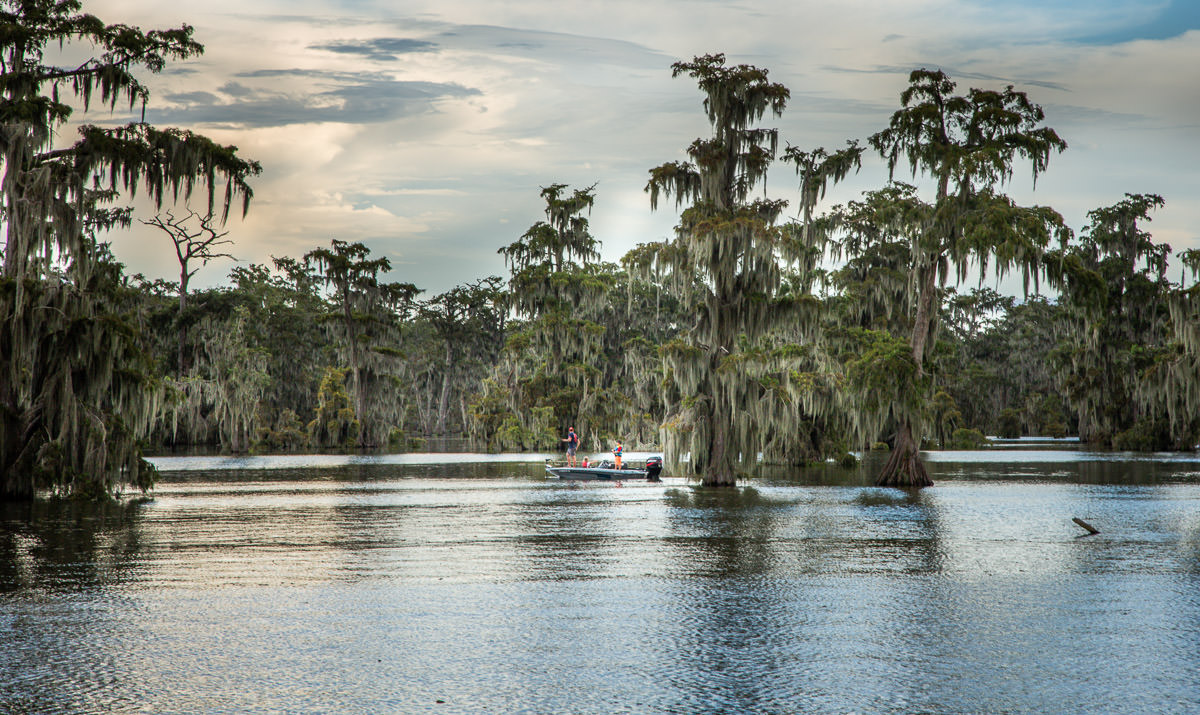 swamp trees Lake Martin Louisiana