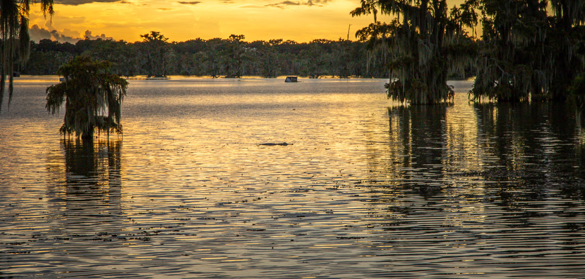 alligator close Lake Martin Louisiana