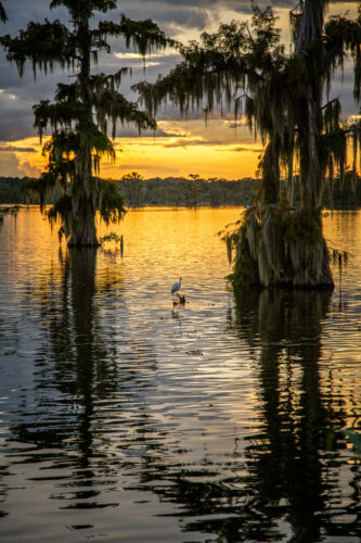 Lake Martin Louisiana heron at sunset