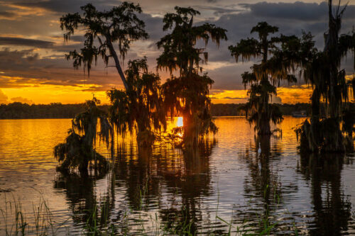 swamp trees Lake Martin Louisiana