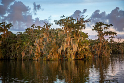 Lake Martin Louisiana tress and spanish moss