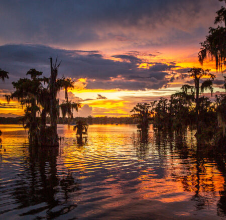 SEARCH FOR GATORS AND GOOD FOOD IN LOUISIANA’S CAJUN COUNTRY