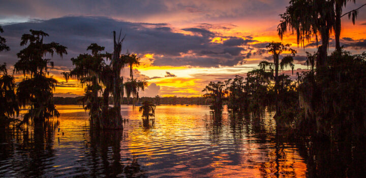 SEARCH FOR GATORS AND GOOD FOOD IN LOUISIANA’S CAJUN COUNTRY
