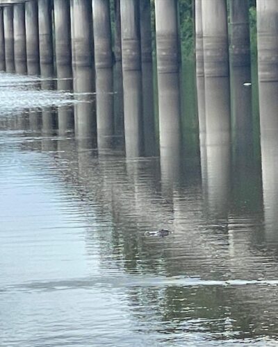 Atchafalaya Basin basin bridge alligator