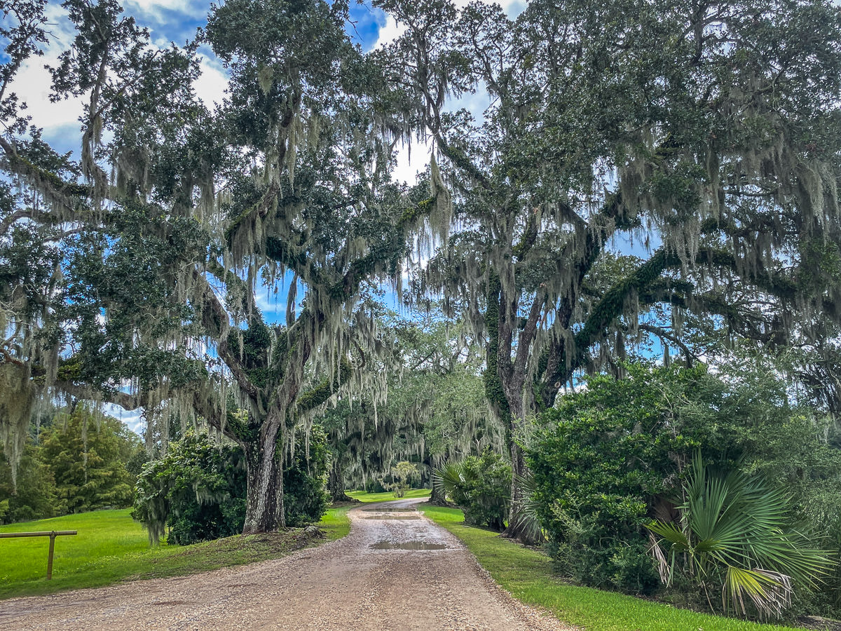 Avery Island driving tour