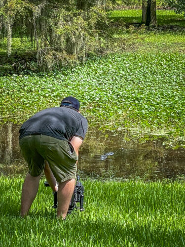 Avery Island filming alligators