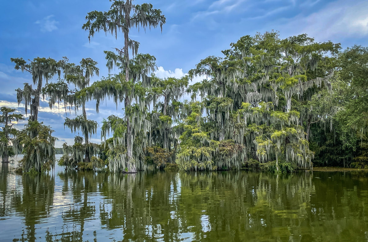 Lake Martin Louisiana trees and spanish moss