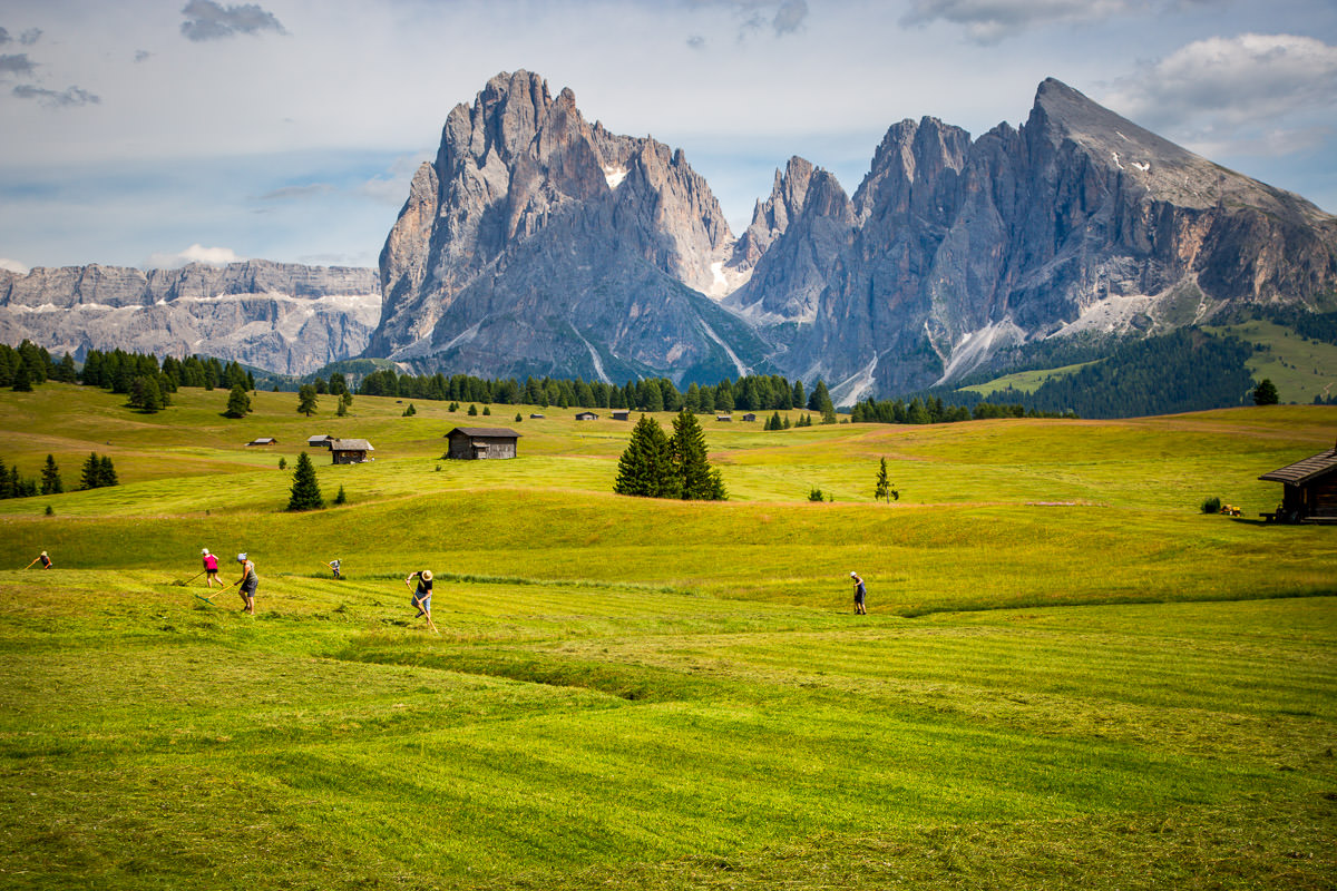 Seiser Alm/Alpe di Siusi family harvest