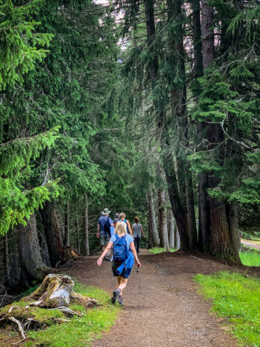 trail into trees Seiser Alm/Alpe di Siusi