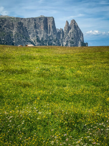 Seiser Alm/Alpe di Siusi green grass