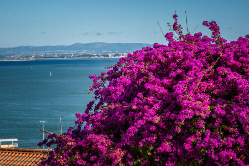 Bougainvillea Lisbon