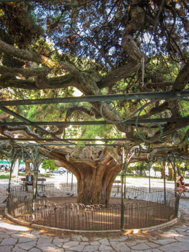 Fig tree Parque Principe Real Lisbon