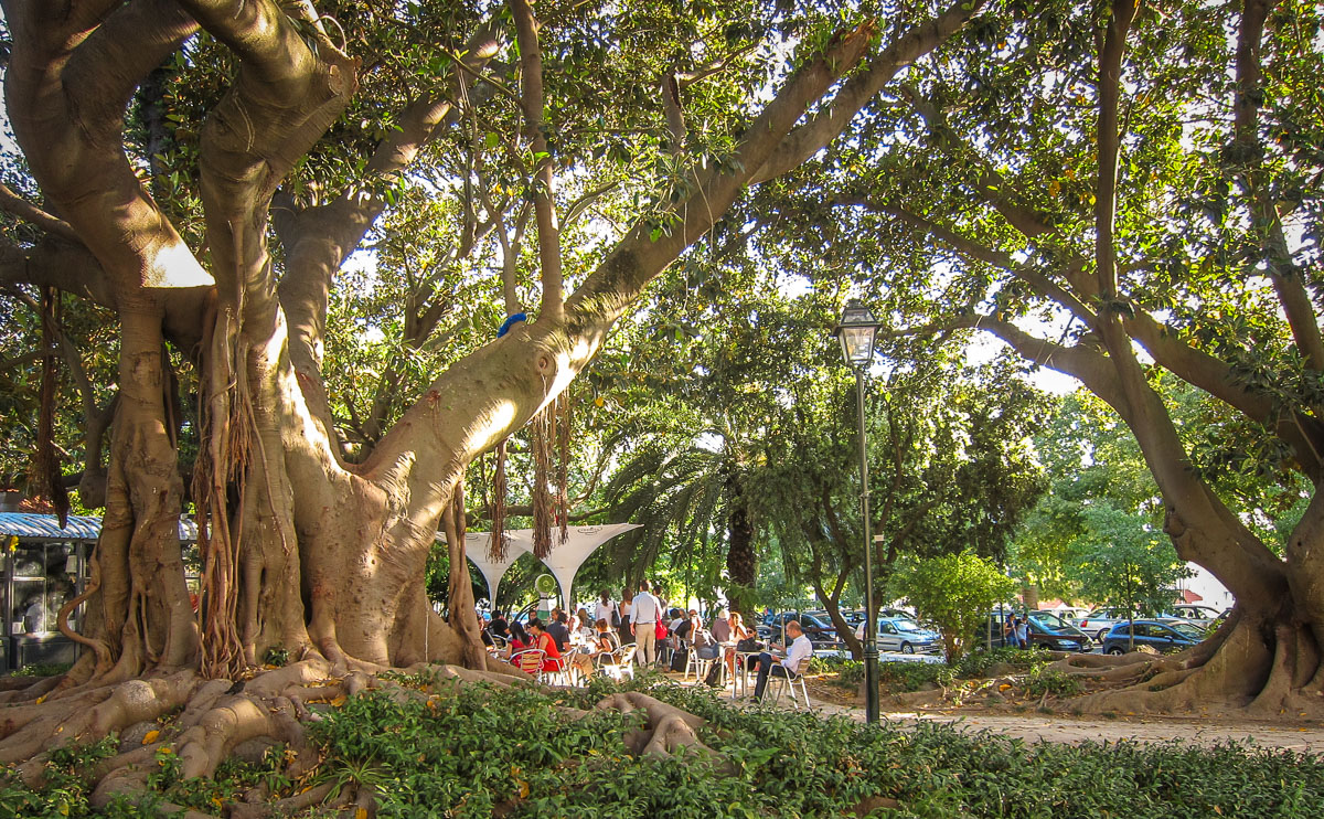 Parque Principe Real fig trees