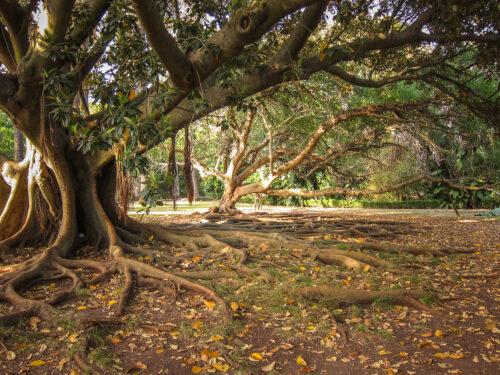 Jardim Botânico Tropical tree roots