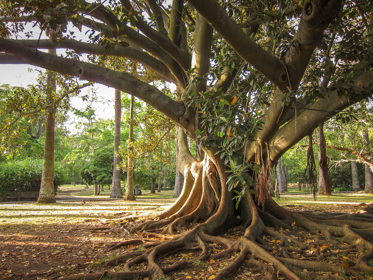 Jardim Botânico Tropical fig tree