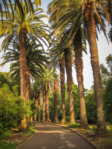 Jardim Botânico Tropical palm trees