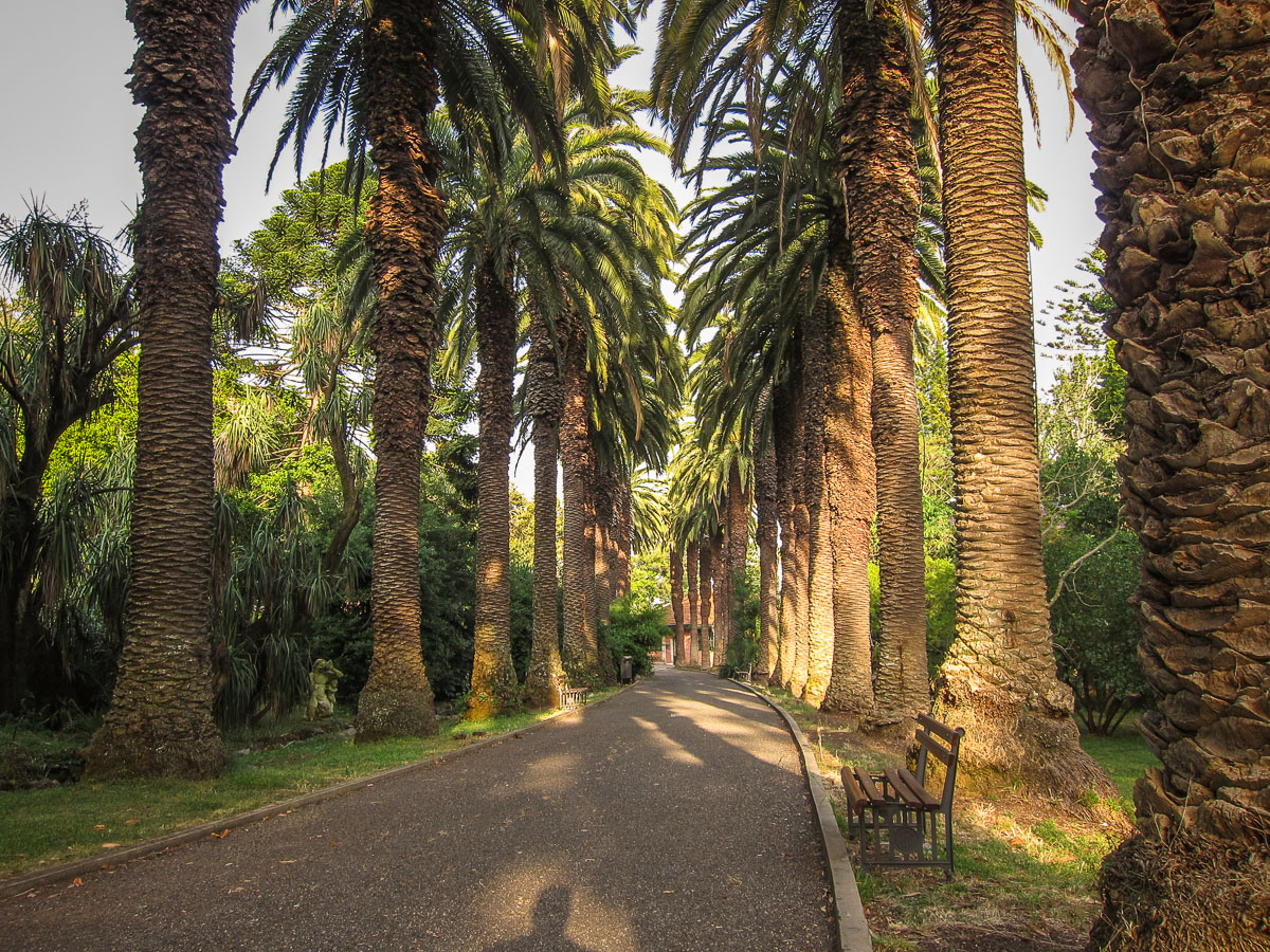 Jardim Botânico Tropical palm tree path