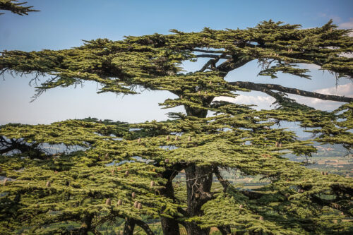 beautiful trees Bonnieux