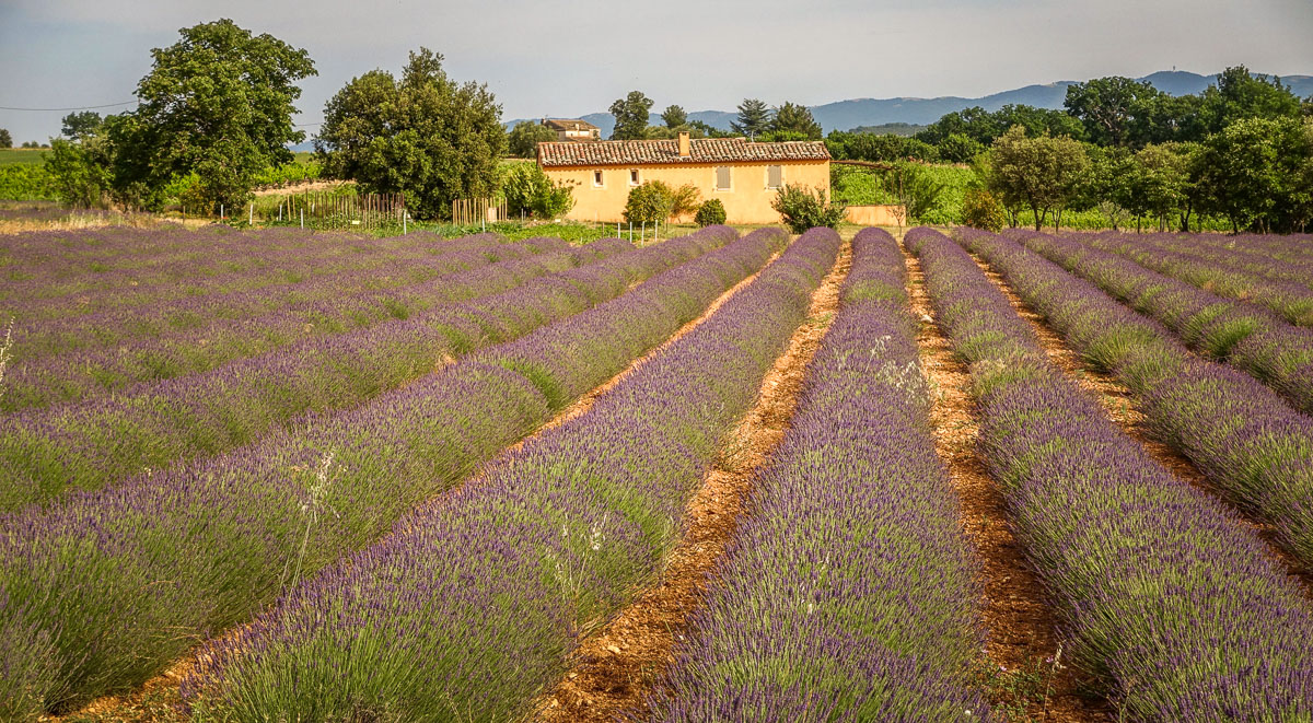 Lavender field Vaucluse