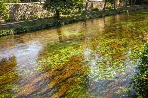 L'Isle-sur-la-Sorgue river grass