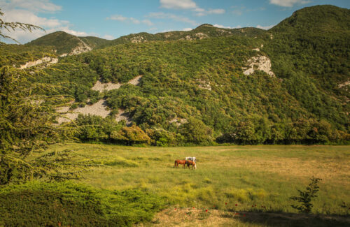 High Luberon horses