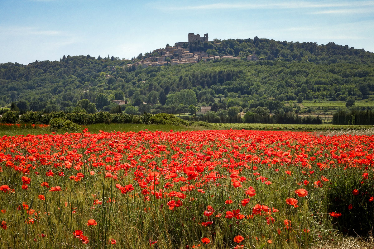 poppies near Lacoste Provence