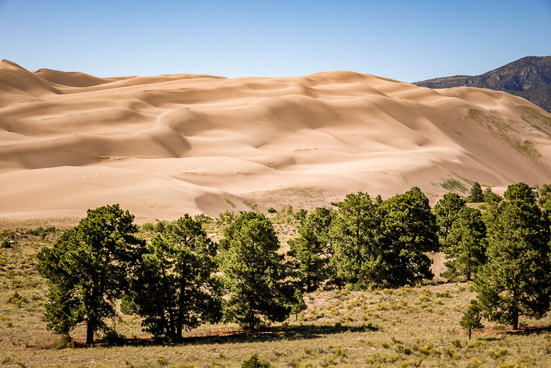 Great Sand Dunes National Park trees