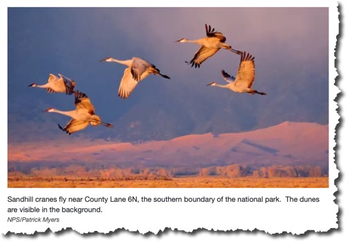 Sandwhill Cranes Great Sand Dunes